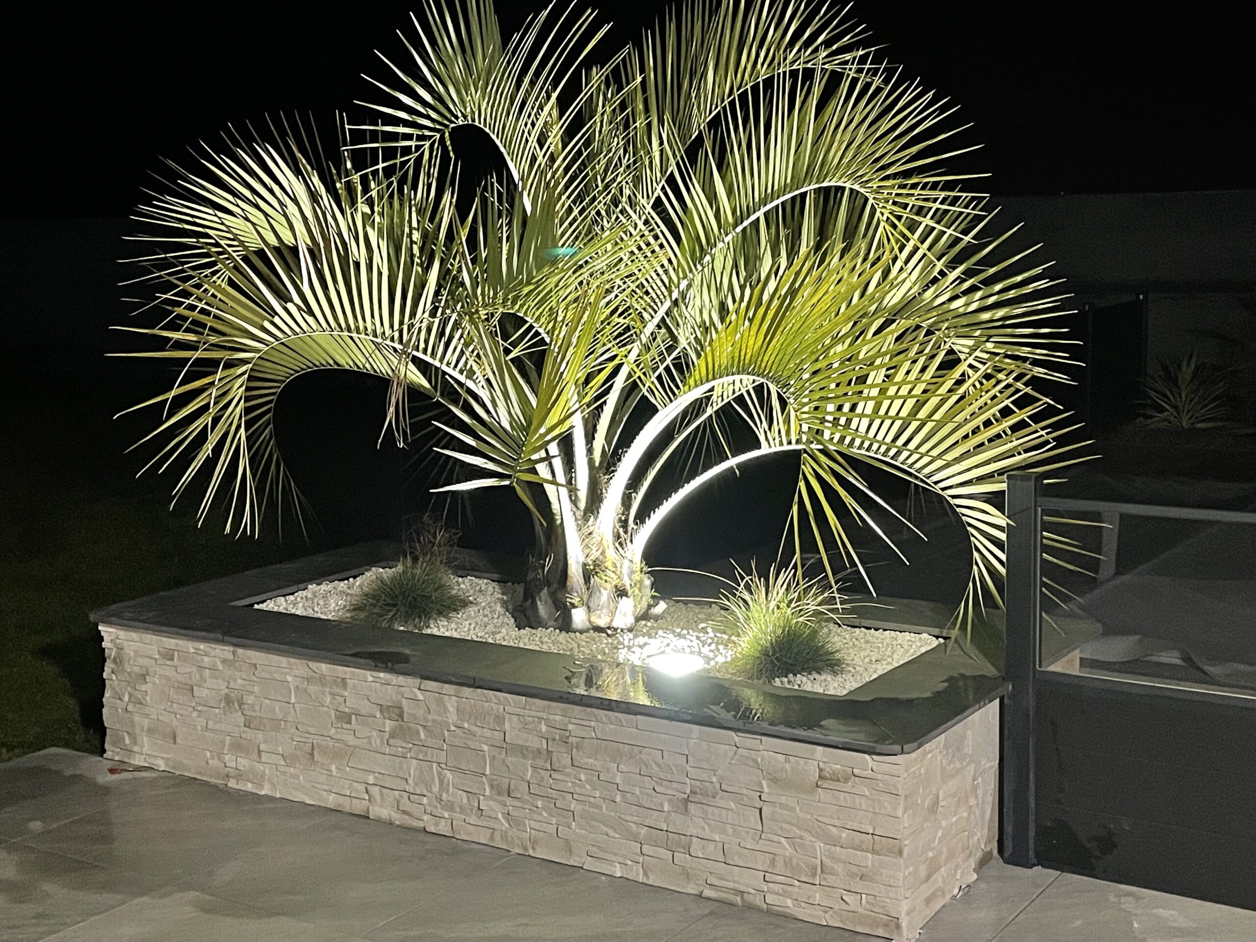 Palmier &eacute;clair&eacute; par un spot, au milieu d'un bac fait de pierres